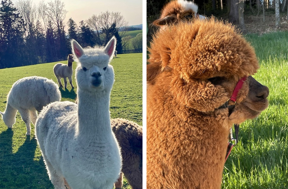 alpaka